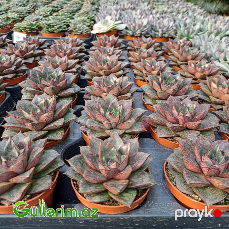 Sukulent (Qara Echeveria) — Bitkilər, Bakı (2)