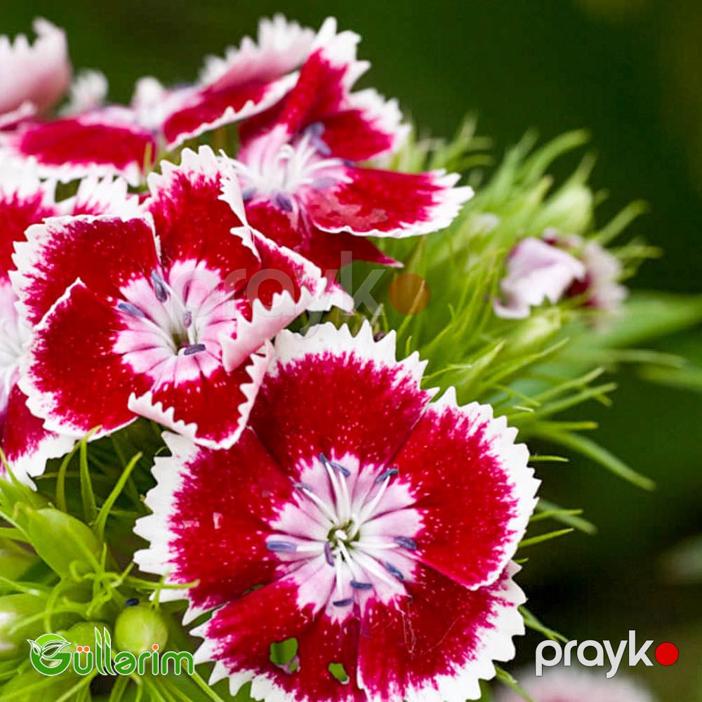 Türk Qərənfili (Dianthus barbatus) — Bitkilər, Bakı (3)