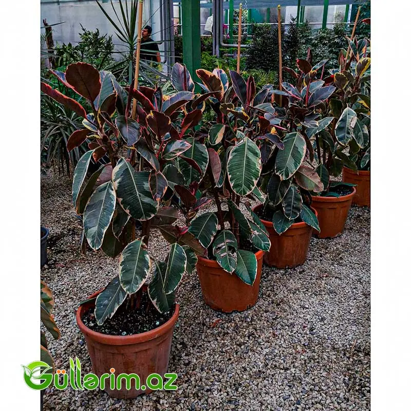 Ficus Elastica (Fikus elastika) — Bitkilər, Bakı (2)