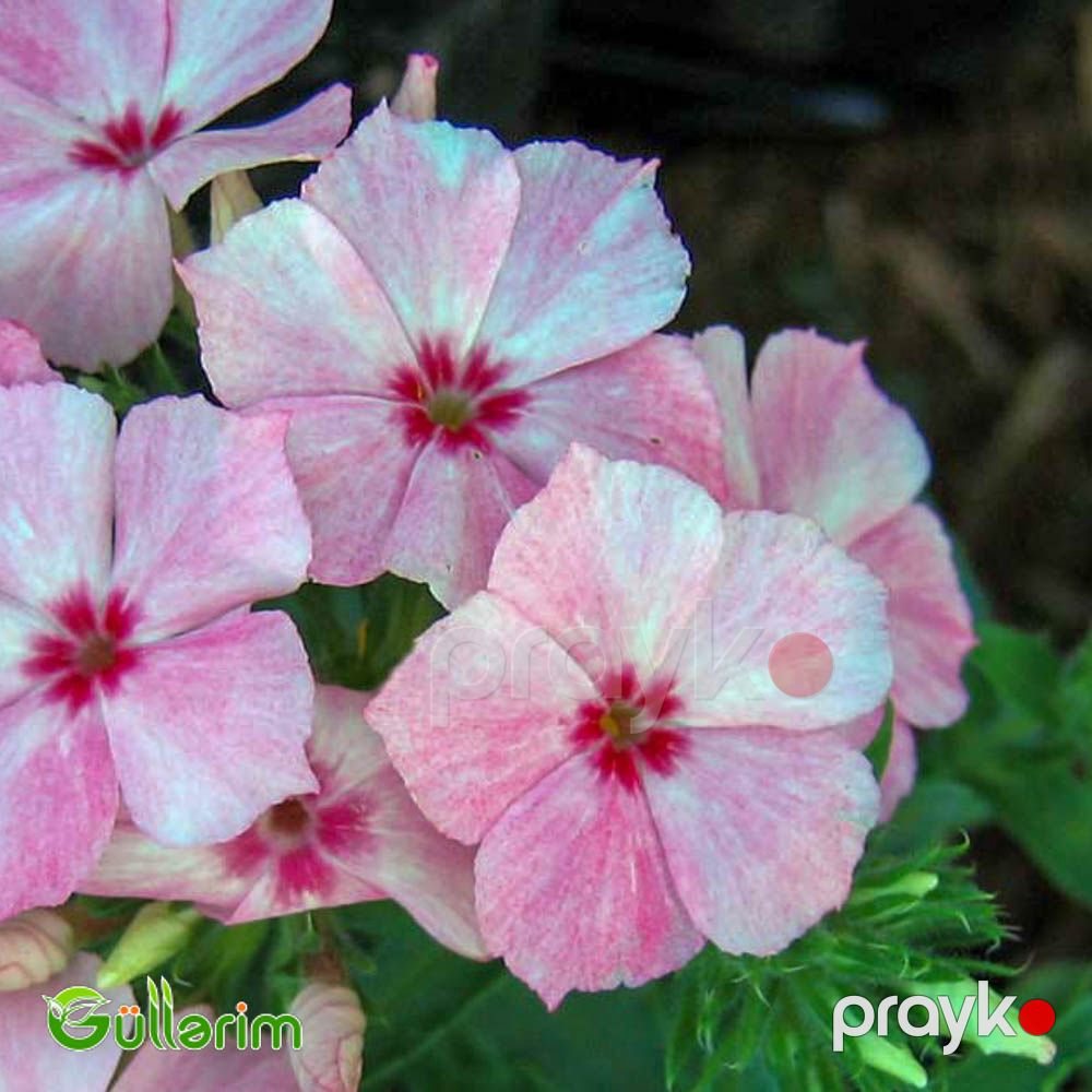 Floks Drummond (Phlox drummondii) — Bitkilər, Bakı (2)