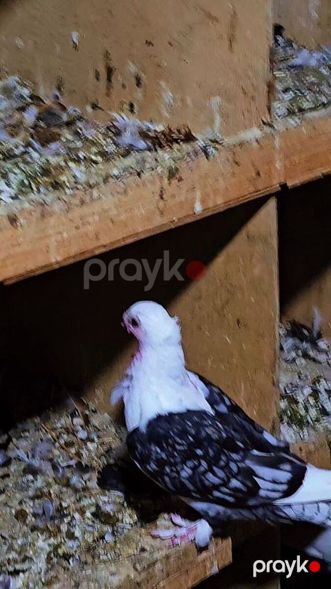 Göyərçin — Bakı