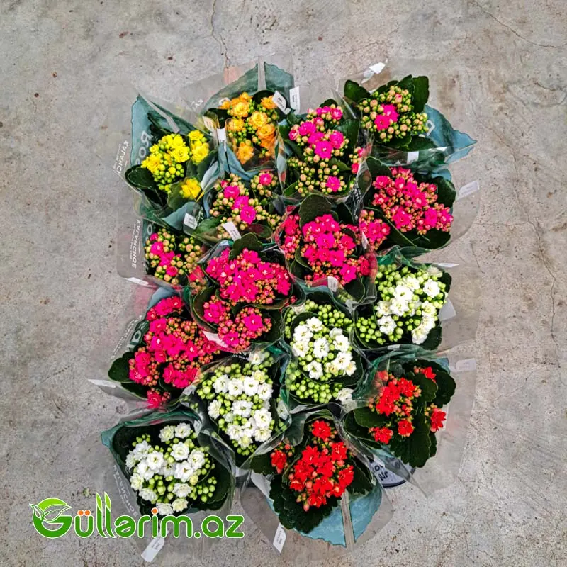 Kalanchoe – Kalanxoe (Kalanqo) — Bitkilər, Bakı (2)