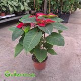 Poinsettia (Atatürk çiçəyi) — Goods