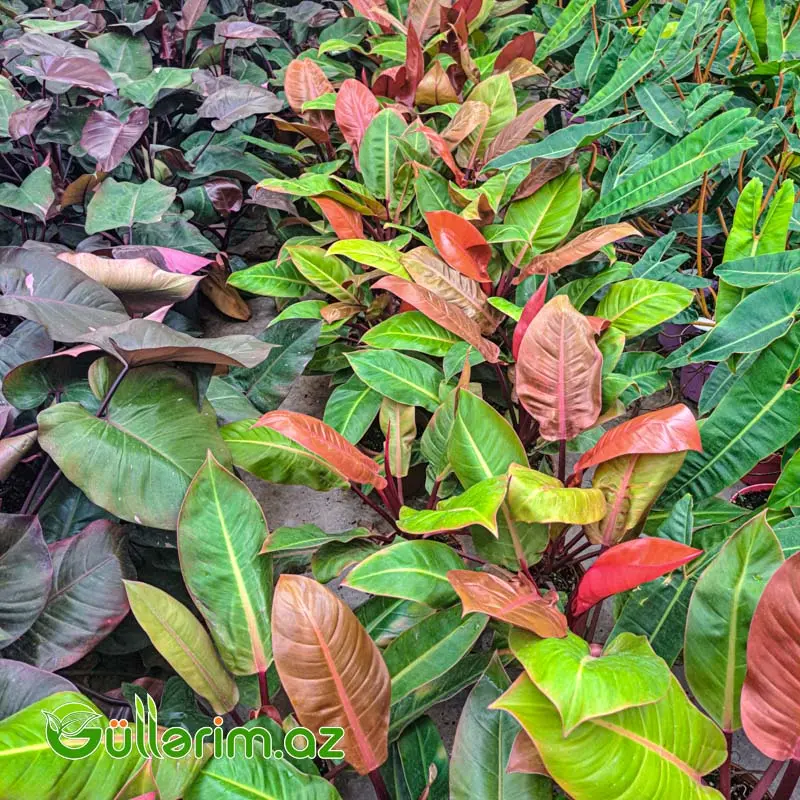Philodendron (Filodendron) — Bitkilər, Bakı (3)