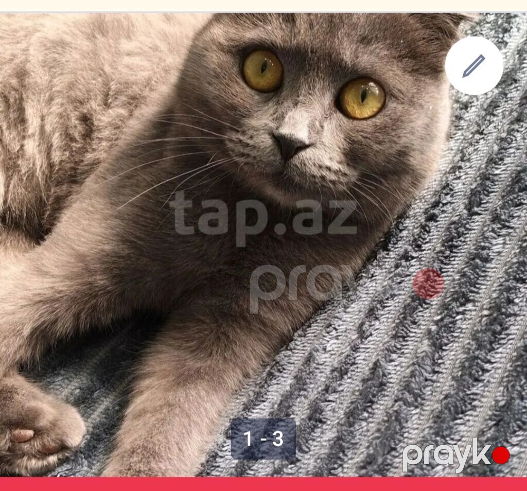Şotland, Dişi, Ünvandan götürmə — Pişiklər, Bakı (3)