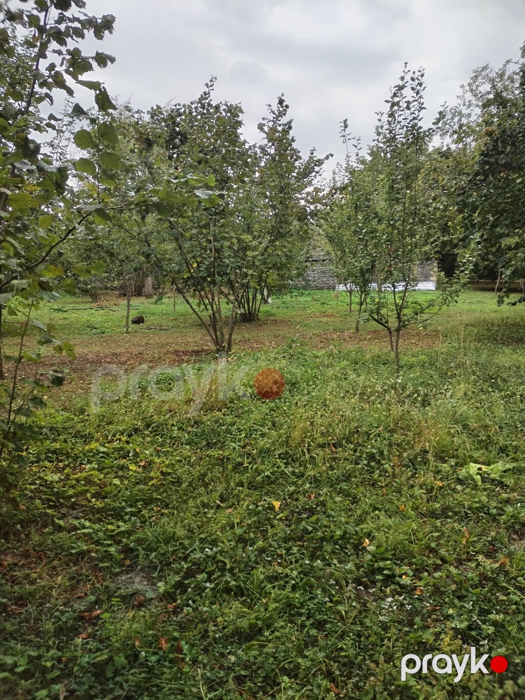 31 sot, Tikinti, Kupça (Çıxarış) — Torpaq, Qəbələ (6)