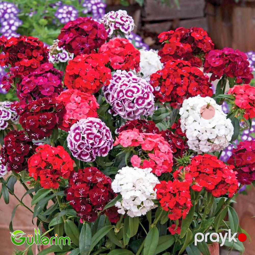 Türk Qərənfili (Dianthus barbatus) — Bitkilər, Bakı (5)