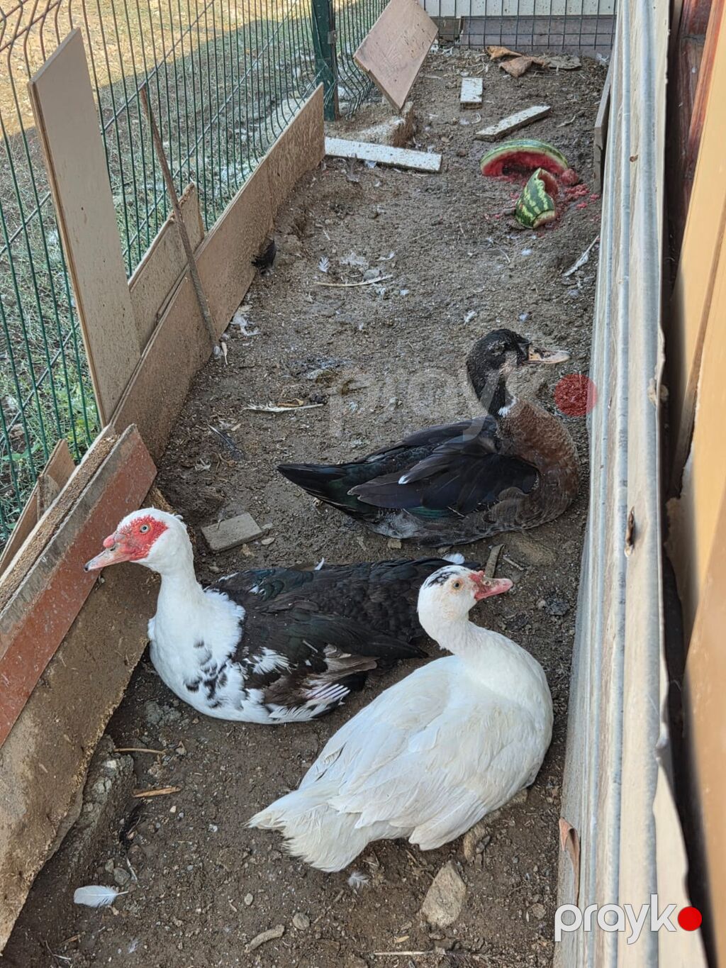 Muscovy ördəkləri – 3 baş - Növlər: Muscovy (hinduşka ördəyi kimi də — Digərləri, Ağdam (2)