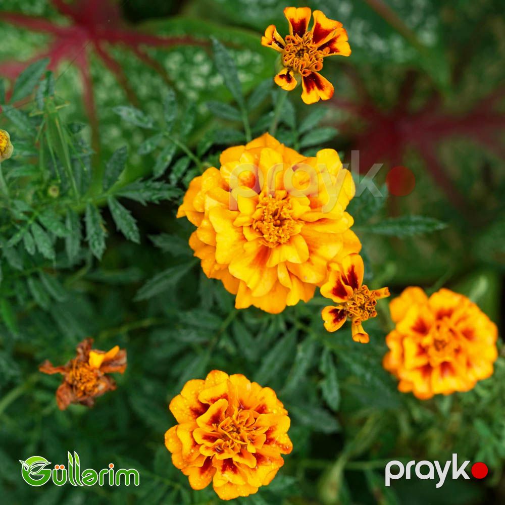 Barxat - Tagetes — Bitkilər, Bakı (2)