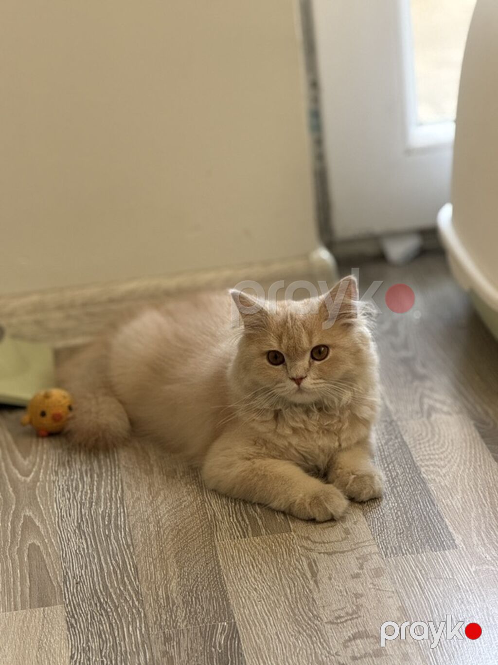 Erkək — Pişiklər, Bakı (6)