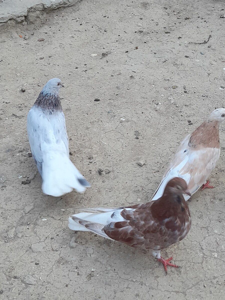 Göyərçinlər — Quşlar, Bakı (8)