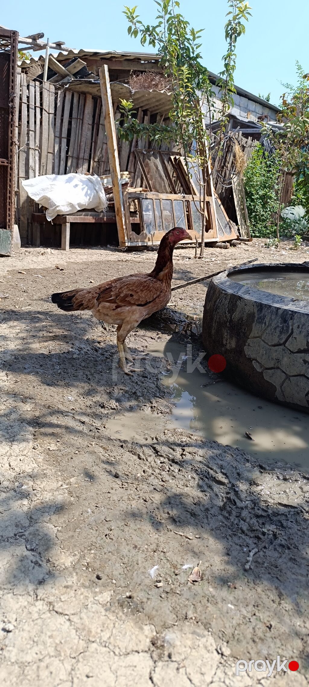 Heyratı fere. tam sagladim yumurtlayir qani cinsi temiz heyvandi — Toyuq və xoruz, Mingəçevir (4)