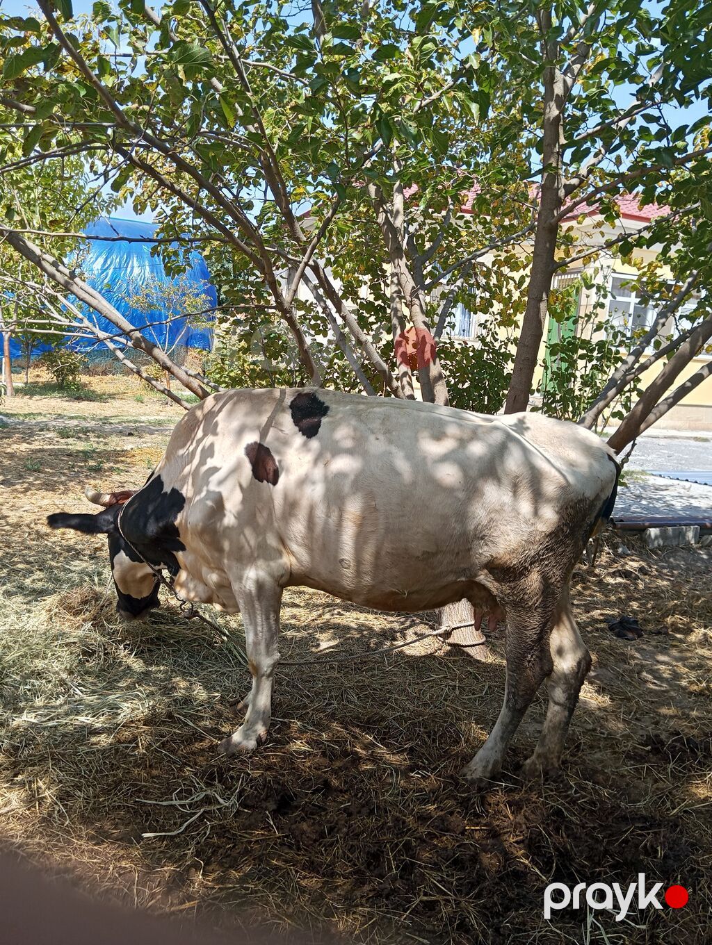 Salam Əleykum. 3-ü qalıb 2-si inəkdi 1-i 1-ci qarına düyədi. Süd verən — Kənd təsərrüfatı heyvanları, Füzuli (2)