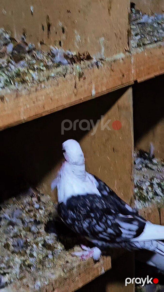 Göyərçin — Quşlar, Bakı (3)