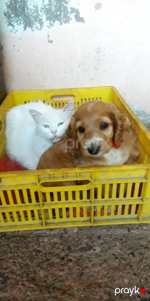 Koker Spaniel balaları — Bakı