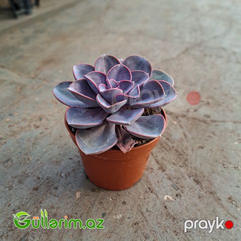 Sukulent (Bənövşəyi Echeveria)