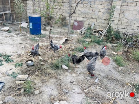 Xarkov xoruzları — Bakı