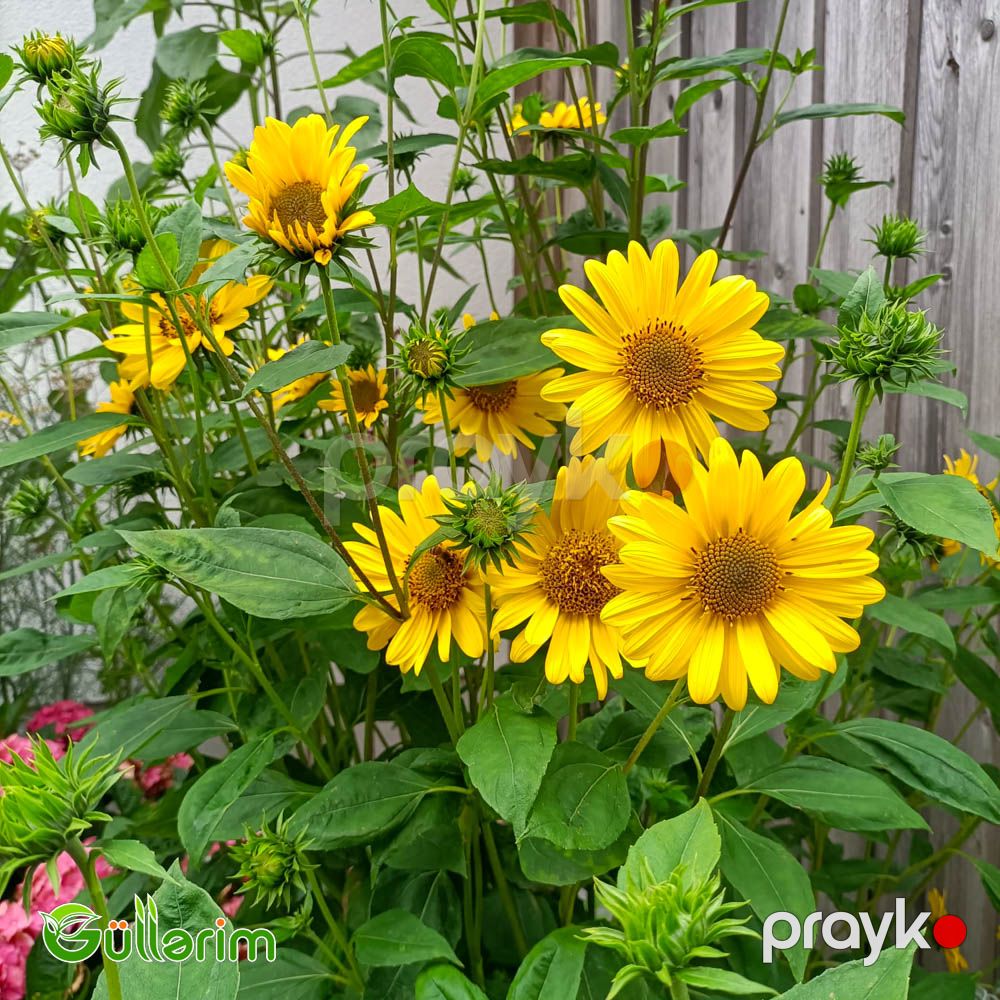 Helianthus (Bəzəkli Günəbaxan) — Bitkilər, Bakı (4)