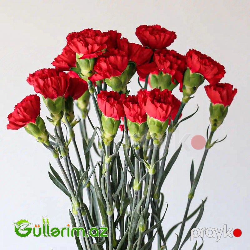 Qırmızı Qərənfil — Bitkilər, Bakı (2)