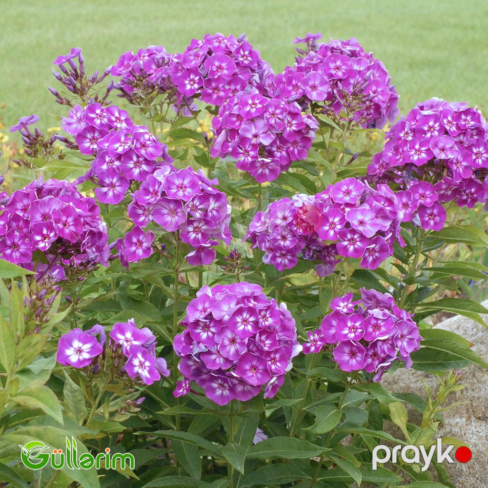 Floks (Phlox paniculata) — Bitkilər, Bakı (5)