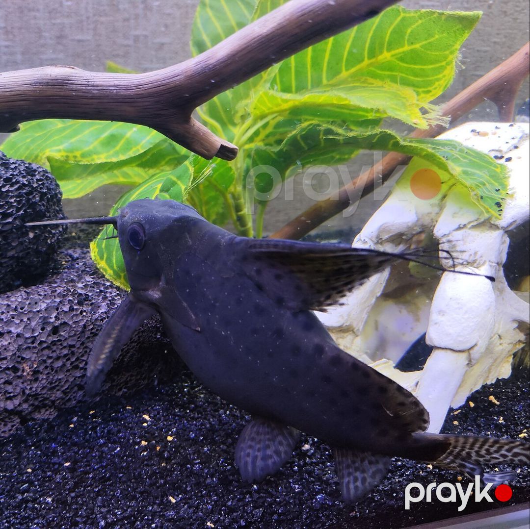 Synodontis Eupterus Pişik Balığı — Akvariumlar və balıqlar, Bakı (5)