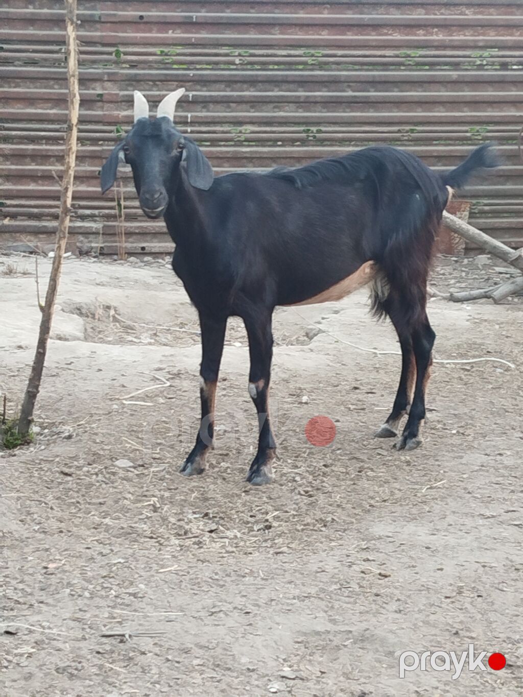 Cins keçiler iki dişi bir erkek bir yerde satilir tek tek satilmir ağ — Kənd təsərrüfatı heyvanları, Hacıqabul (5)