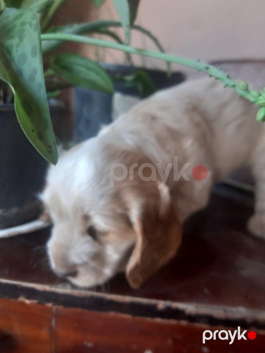 Koker Spaniel balaları — Köpəklər, Bakı (9)