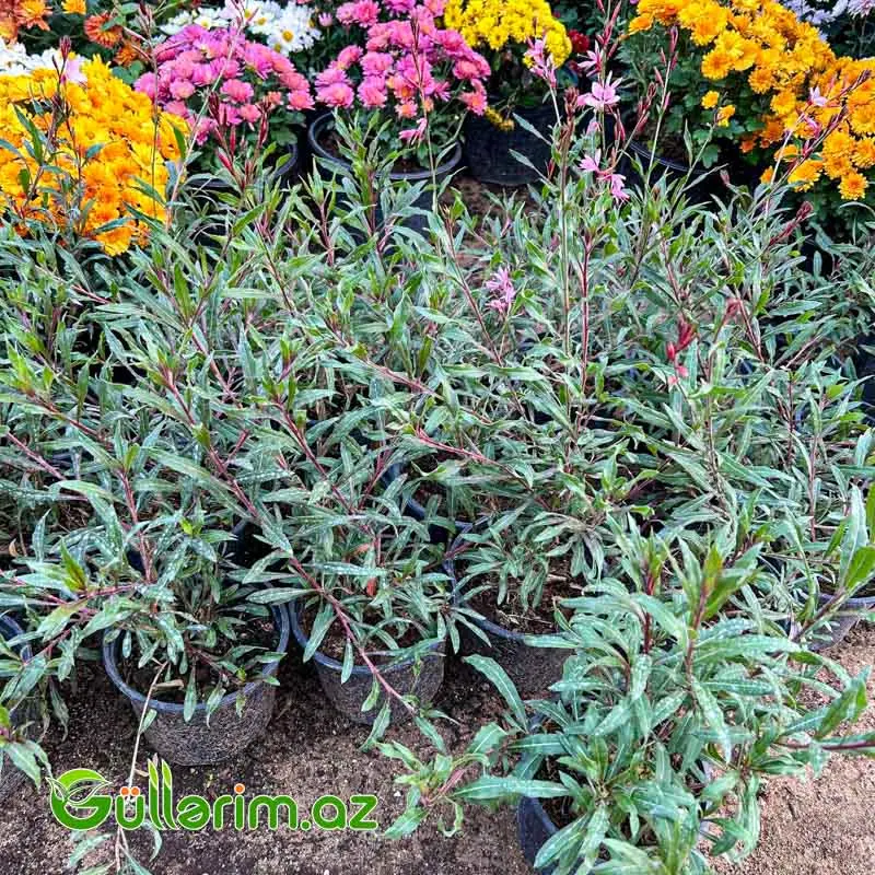 Gaura (Kəpənək Çiçəyi) — Bitkilər, Bakı (2)
