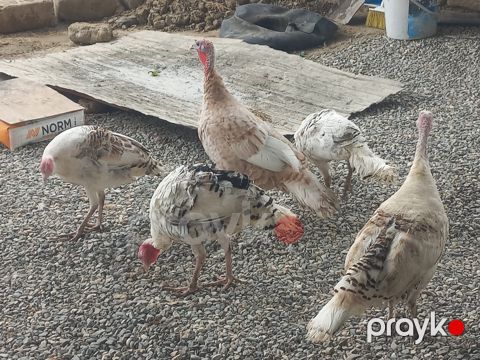 Hinduşkalar — Sumqayıt