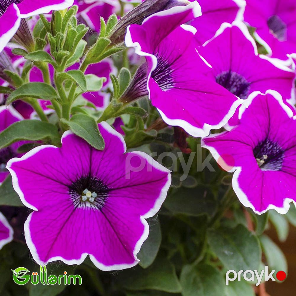 Petunya (Petunia) — Bitkilər, Bakı (3)