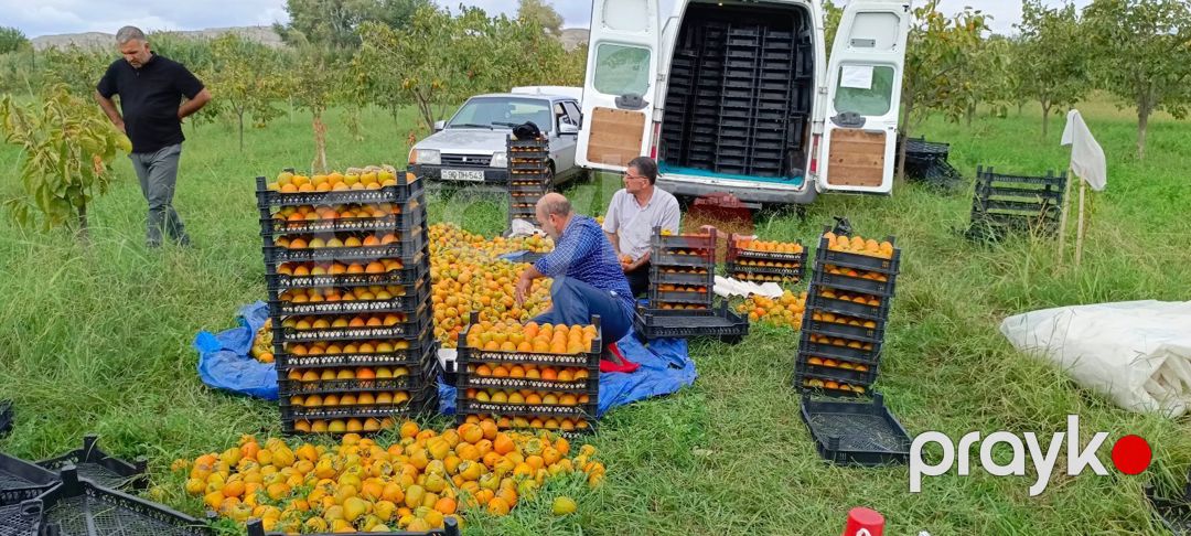 2500 sot torpaq sahəsi, Mingəçevir ş — Torpaq, Mingəçevir (5)