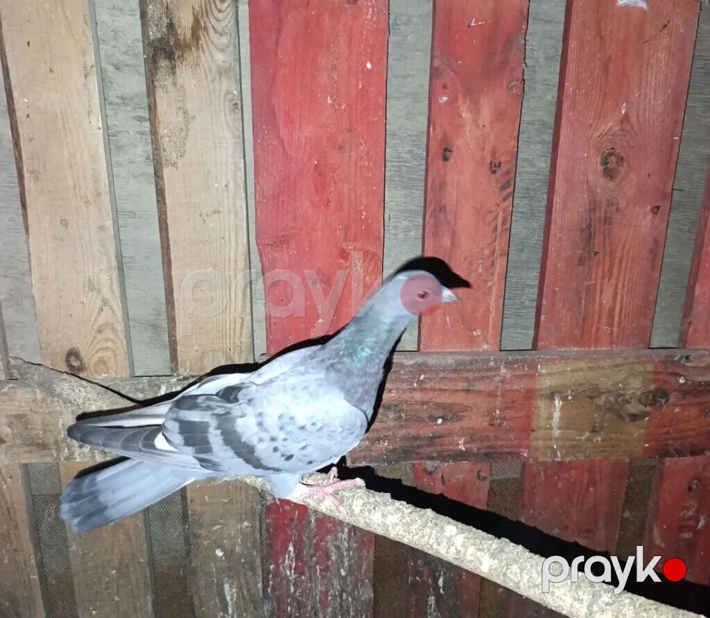 Sağlam goyercinlerdi içinde ağ quyriqda var iki denesi pavlinnan — Göyərçin, Bakı (6)