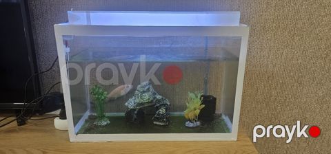 Akvarium — Bakı