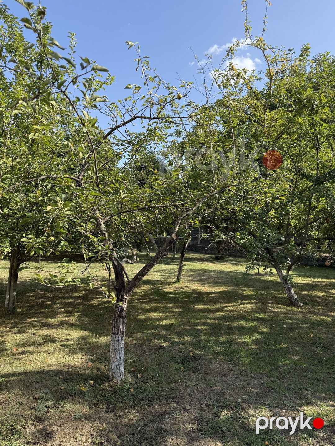 Satılır torpaq 8 sot — Torpaq, İsmayıllı (6)