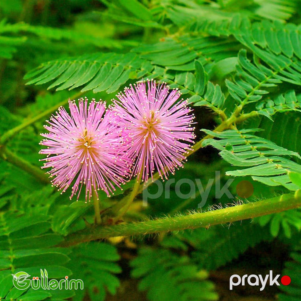 Utancaq Mimoza – Küsən Gül (Mimosa pudica) — Bitkilər, Bakı (3)