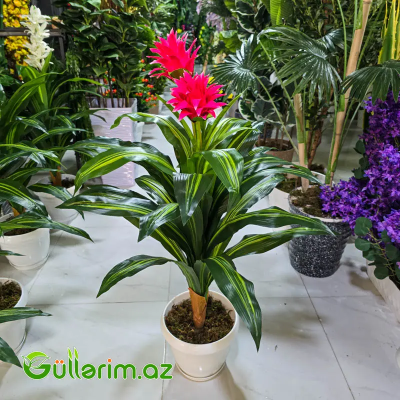 Drasena (Dracaena / Dəmir ağacı) — Dekor və interyeri, Bakı (4)