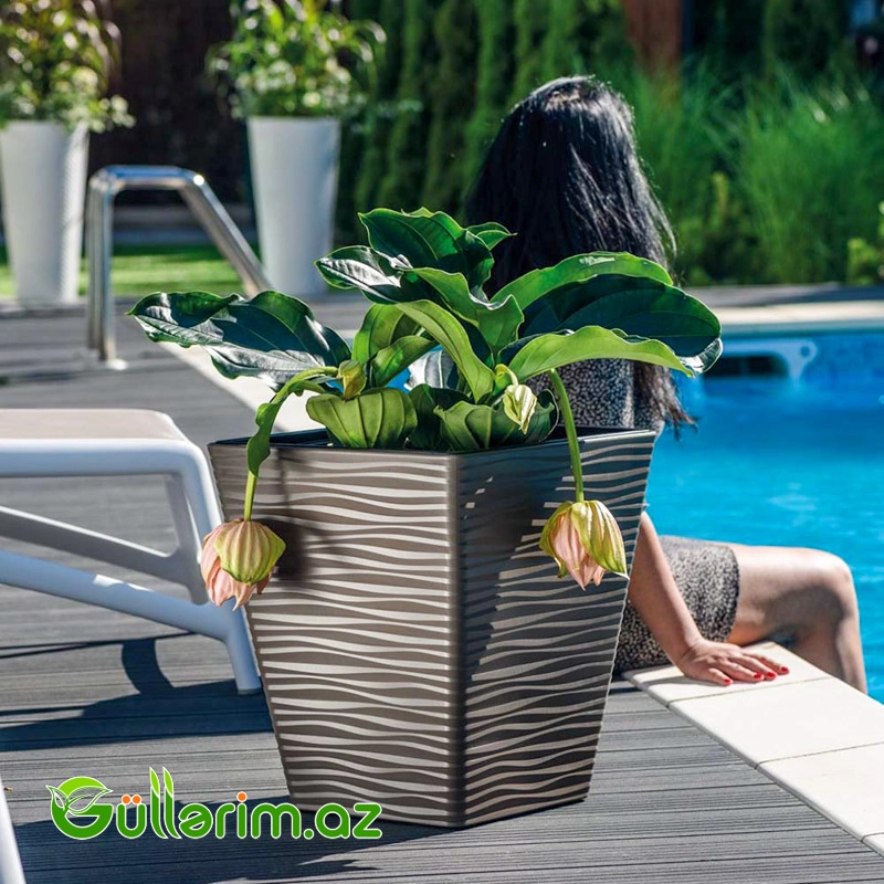 Luna Premium Dibçək — Bağ dekorasiyası, Bakı (4)