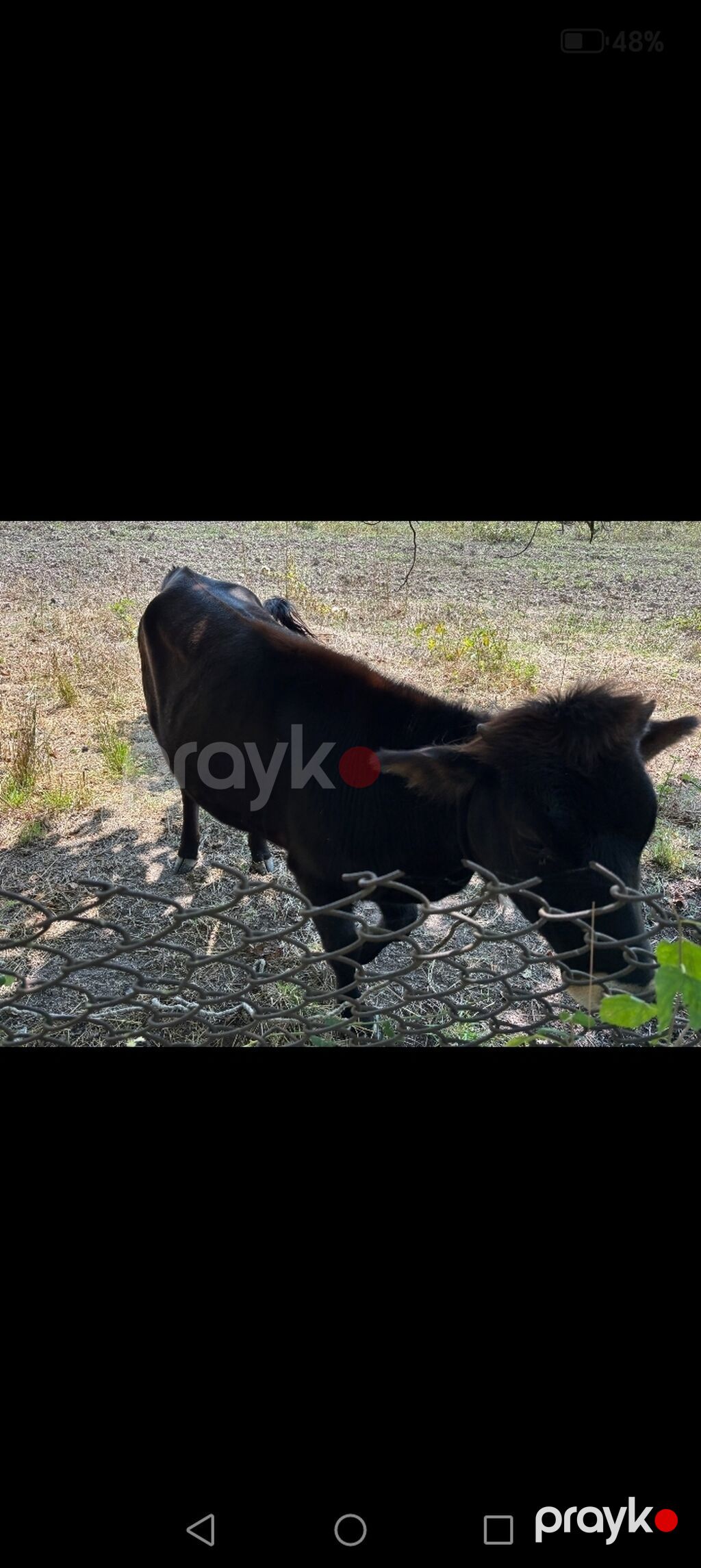 Dişi, il: 1, 80 kq, Südlük — Kənd təsərrüfatı heyvanları, İsmayıllı (4)