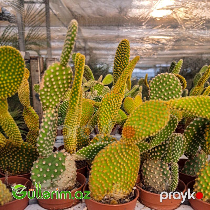 Opuntia microdasys (Dovşan qulağı kaktusu) — Bitkilər, Bakı (2)