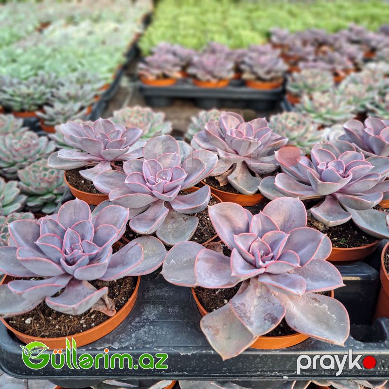 Sukulent (Bənövşəyi Echeveria) — Bitkilər, Bakı (2)