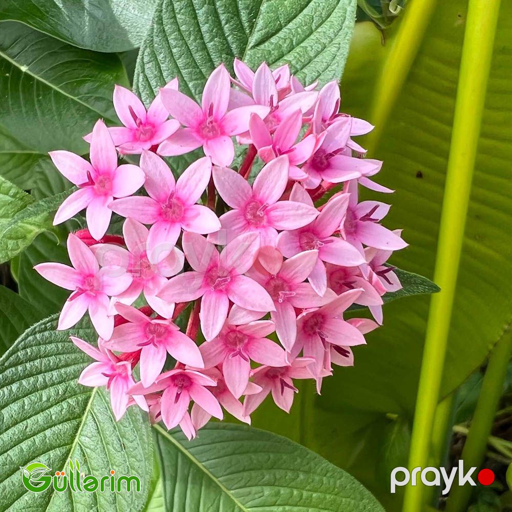 Pentas (Pentas lanceolata) — Bitkilər, Bakı (2)