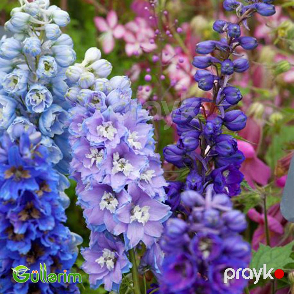 Delfinium (Delphinium) — Bitkilər, Bakı (5)