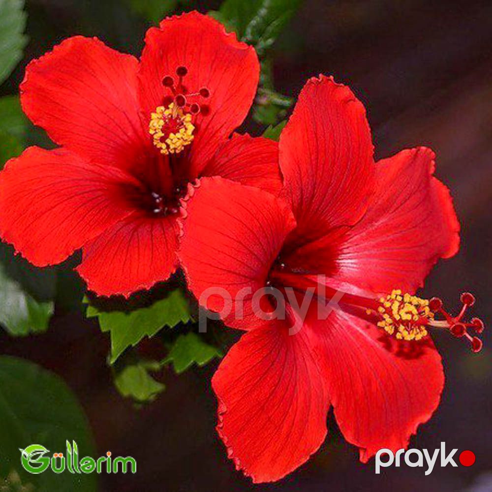 Hibiskus (Hibiscus rosa-sinensis) — Bitkilər, Bakı (3)