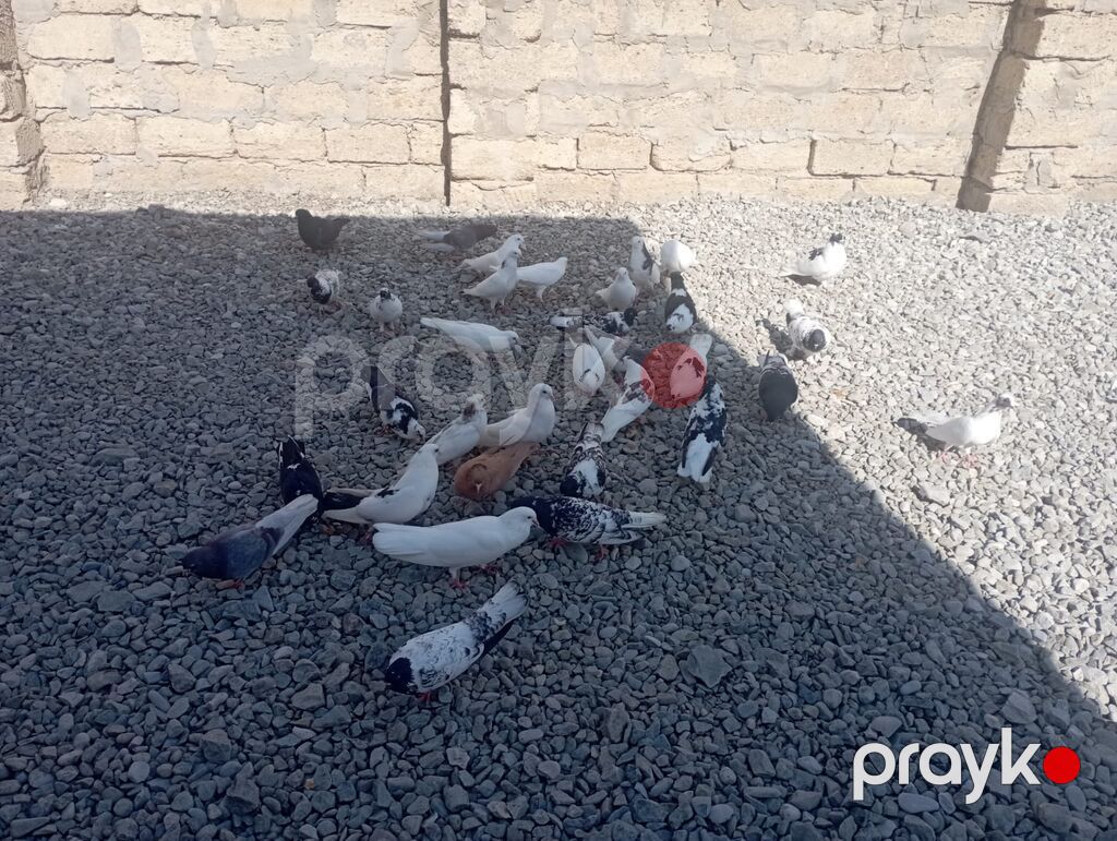Məhsul: Ev göyərçinləri dəsti Təsvir: - Rəng və naxış müxtəlifliyi — Göyərçin, Qobu (8)