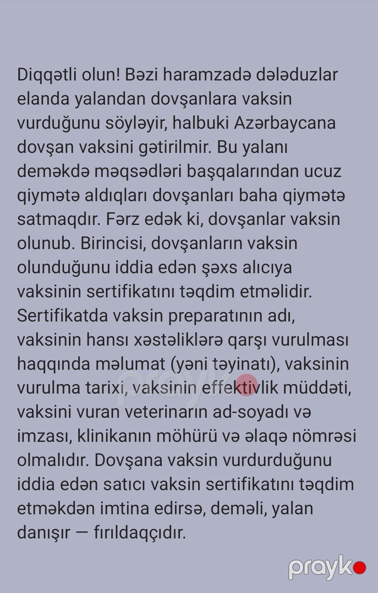 Karlik dovşanlar — Dovşanlar, Bakı (3)