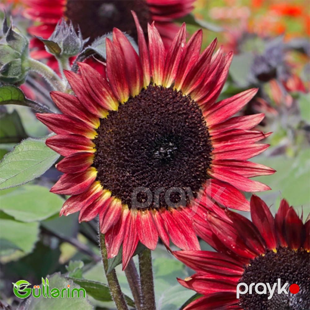 Helianthus (Bəzəkli Günəbaxan) — Bitkilər, Bakı (3)