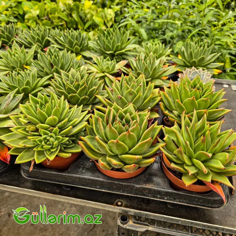 Sukulent (Yaşıl Echeveria) — Bitkilər, Bakı (3)