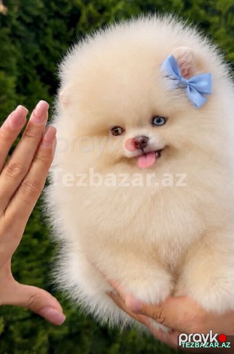Pomerian Spitz mini satlir — Bakı