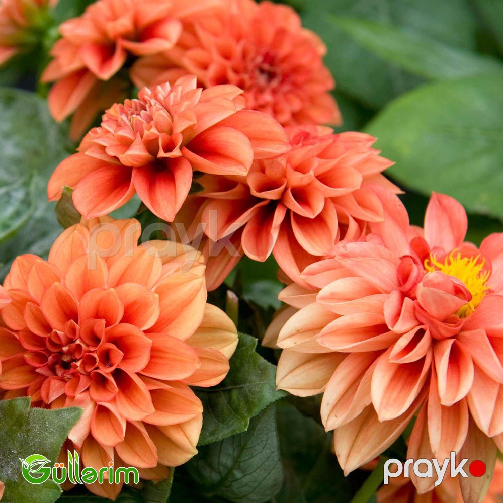 Georgin (Dahlia) — Bitkilər, Bakı (2)
