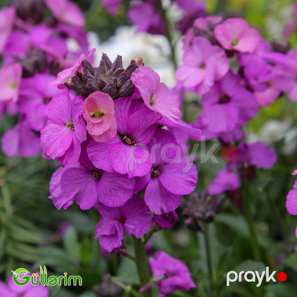 Lacfiol (Erysimum cheiri / Cheiranthus cheiri) — Bitkilər, Bakı (4)